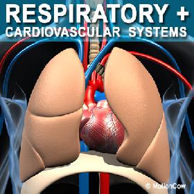 Human Respiratory System